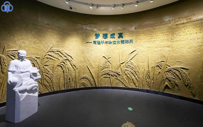禾下乘凉梦 一稻一人生——相识者追忆袁隆平院士 津云app 