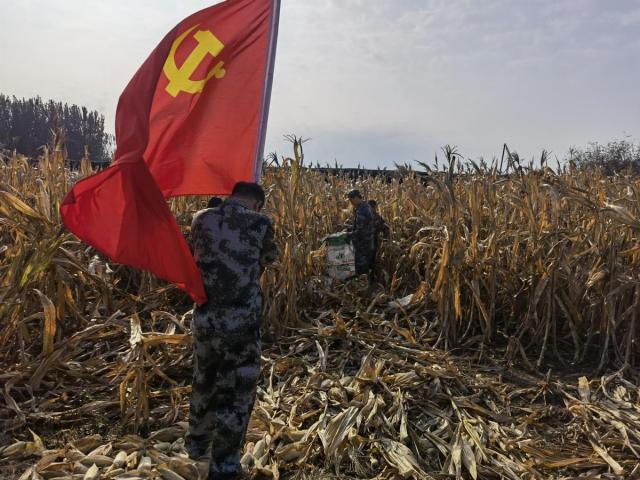我为群众办实事|“无晴天”里“有情事”,李大妈地里来了一支“秋粮抢收服务队”……