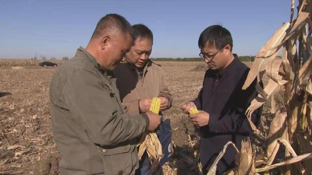 新思想引领新征程时代答卷｜收玉米、种小麦，抓住晴好天气快快快