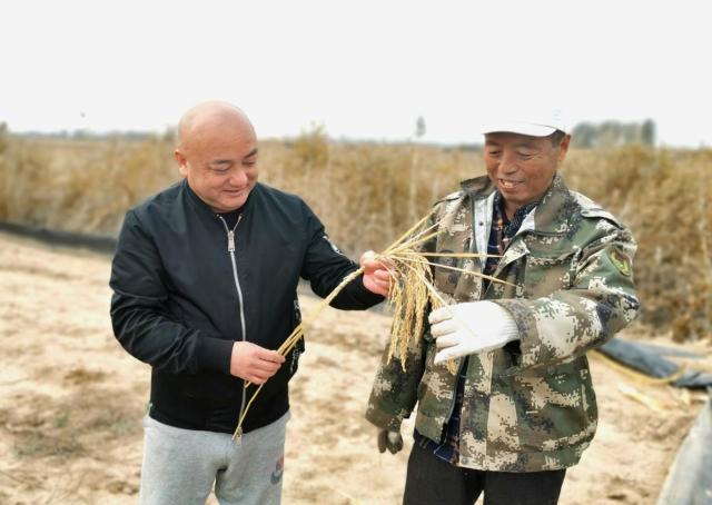 深学笃用 天津行动丨稻金黄，粮满仓，看这里的收割机如何“乘风破浪”
