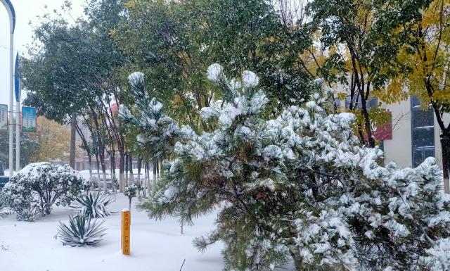 静·画丨大雪如约而至