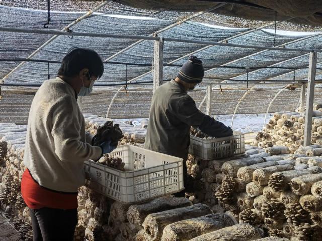 藏不住了!小平菇“凭实力出圈”,火出天津