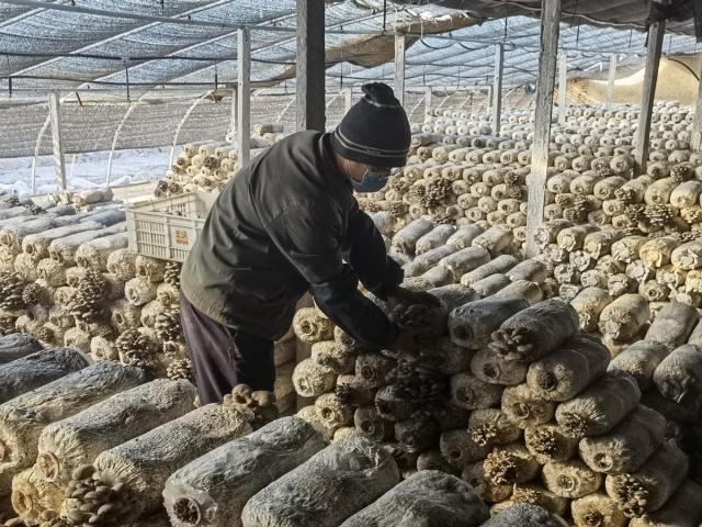 藏不住了!小平菇“凭实力出圈”,火出天津