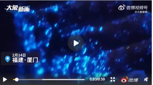 罕见！爆发级"蓝眼泪"刷屏！"蓝眼泪"到底是啥 究竟能不能用手摸？