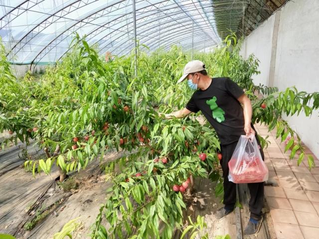 奋进新征程 建功新时代丨初夏水果采摘第一弹，安排