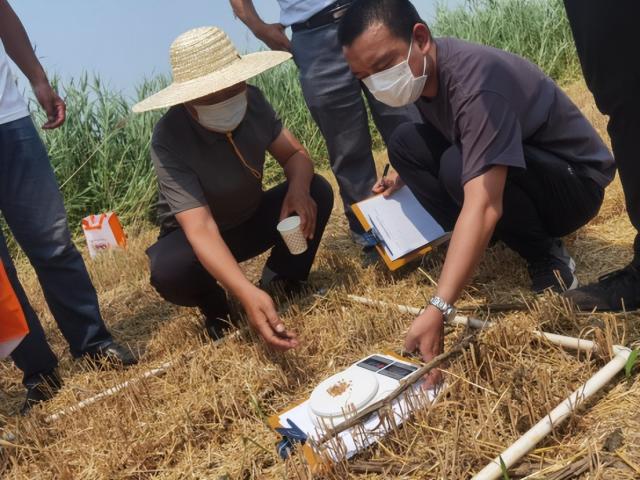 奋进新征程 建功新时代丨麦收季，金满地！一起见证丰收时刻
