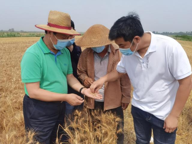 奋进新征程 建功新时代丨麦收季，金满地！一起见证丰收时刻