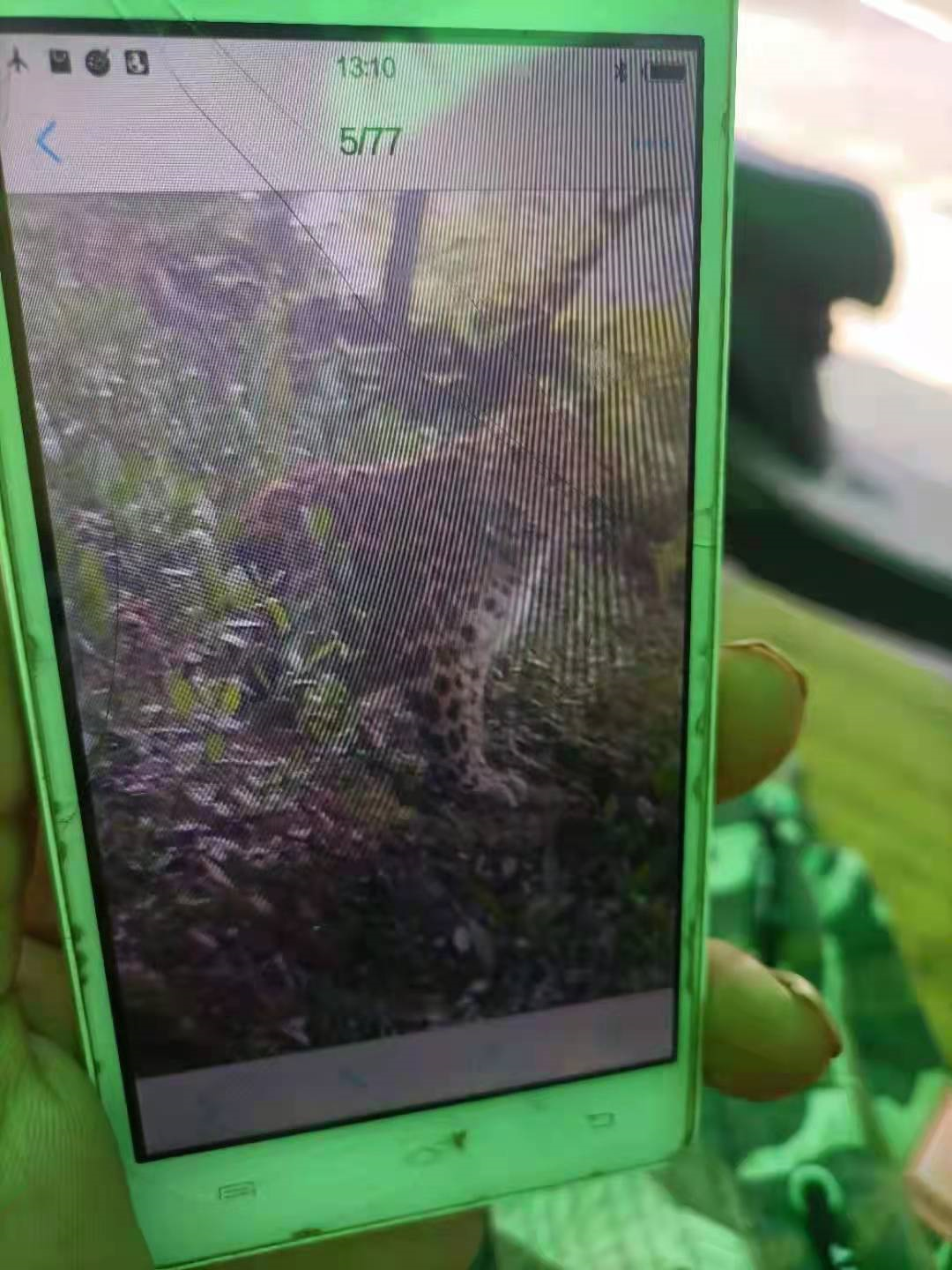 津云锋声杭州金钱豹出逃事件最早目击者遇见的不像幼年豹很纳闷到底有