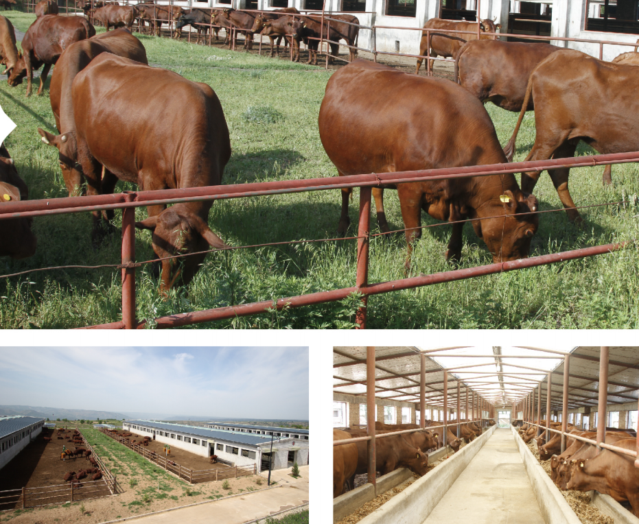 乡村振兴携手同行每日推荐甘肃特色产品泾川县平凉红牛