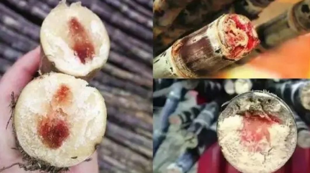 春季气温回暖空气比较潮湿这时正是植物病原菌开始活跃的时期甘蔗病原