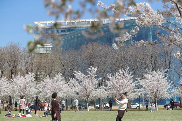 镜头直击泰达城市公园樱花大道美景再现