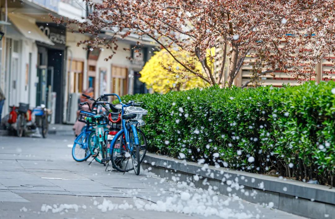 天津农学院园艺园林专家龙鸿介绍,杨树,柳树属于雌雄异株,每年春暖