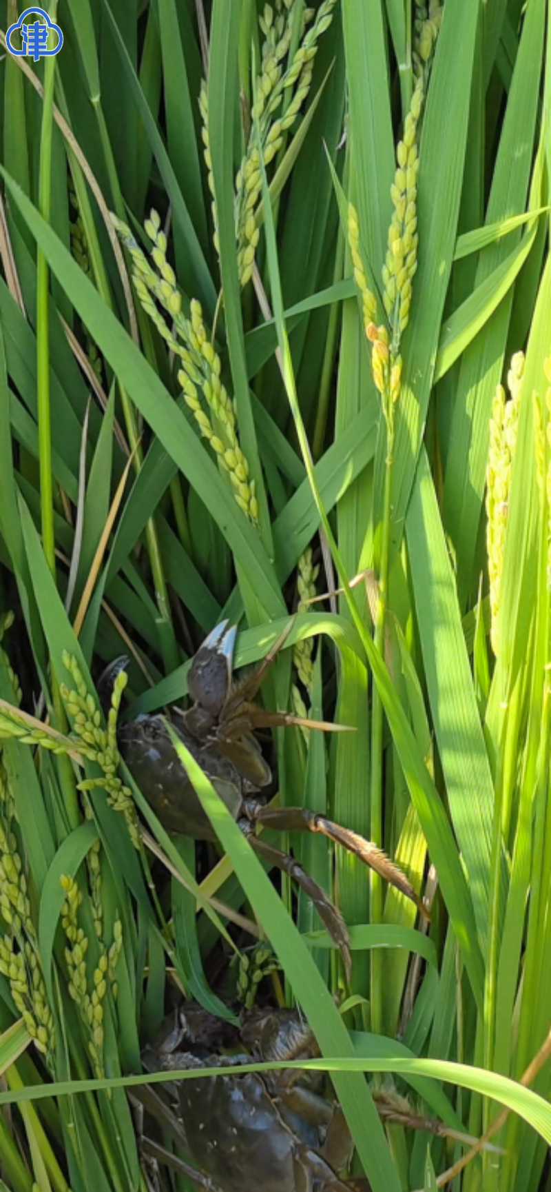 我市50多万亩稻田蟹喜获丰收 每亩可增加经济收入800多元-津云app